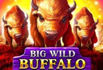 Big Wild Buffalo